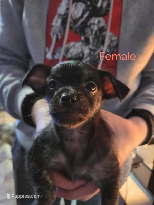 Girl 5 – Malchi puppy for sale in Thornton, CO