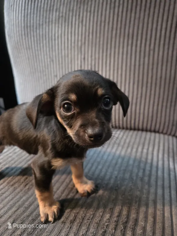 Chihuahua Boy – Chihuahua puppy for sale in Thornton, CO