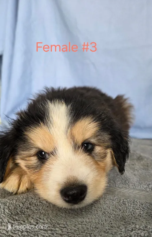 Husky Girl 3 – Australian Cattle Dog, Alaskan Husky puppy for sale in Thornton, CO