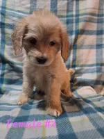 Girl 2, a female Australian Cattle Dog and Cocker Spaniel for sale in Thornton, CO – 1 of 1