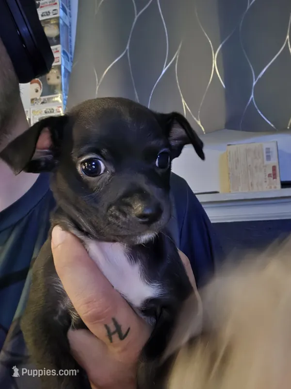 Chihuahua Boy – Chihuahua puppy for sale in Thornton, CO