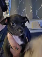 Chihuahua Boy, a male Chihuahua for sale in Thornton, CO – 1 of 1