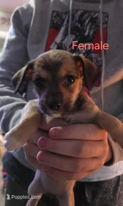 Girl 2 – Malchi puppy for sale in Thornton, CO