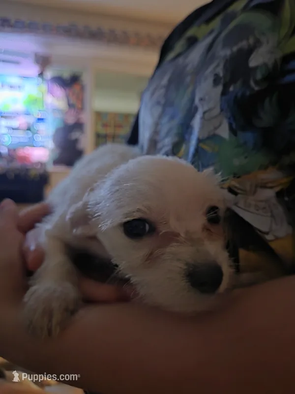 Malchi Girl – Malchi puppy for sale in Thornton, CO