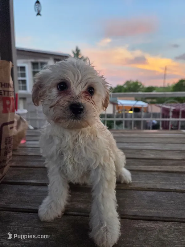 Malchi Boy 2 – Malchi puppy for sale in Thornton, CO