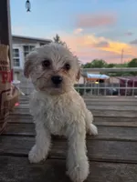 Malchi Boy 2, a male Malchi for sale in Thornton, CO – 1 of 1