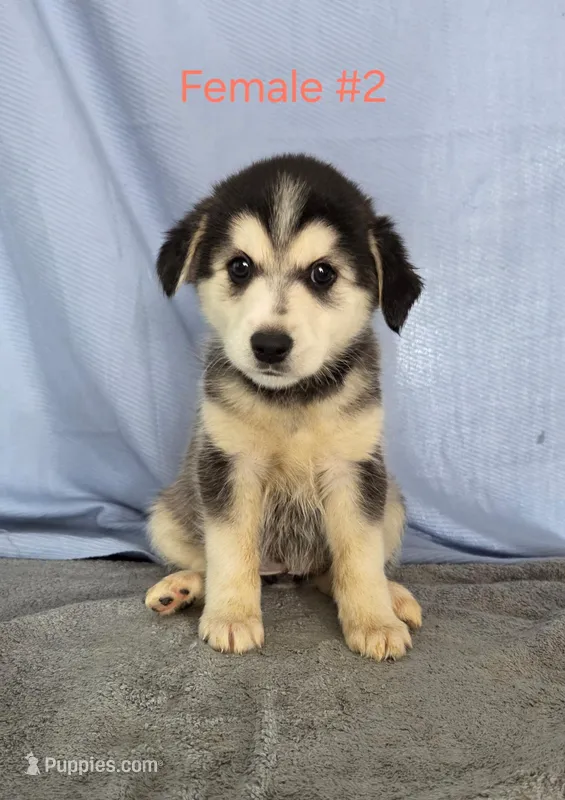 Husky Girl 2 – Australian Cattle Dog, Alaskan Husky puppy for sale in Thornton, CO