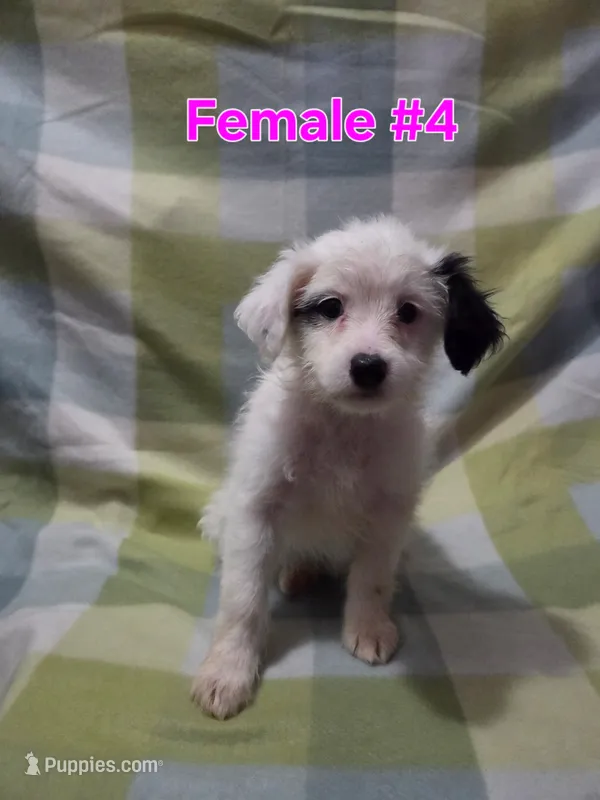 Girl 4 – Australian Cattle Dog, Maltipoo puppy for sale in Thornton, CO