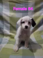 Girl 4, a female Australian Cattle Dog and Maltipoo for sale in Thornton, CO – 1 of 2