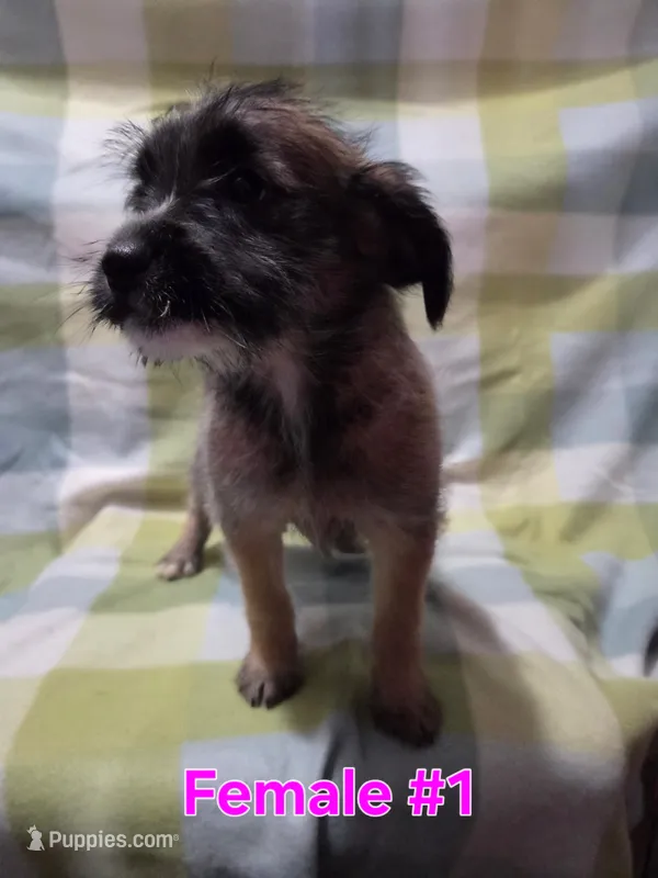 Girl 1 – Australian Cattle Dog, Maltipoo puppy for sale in Thornton, CO