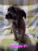 Girl 1, a female Australian Cattle Dog and Maltipoo for sale in Thornton, CO – 1 of 1