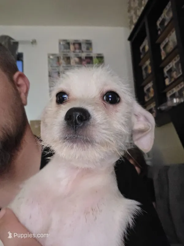 Chorkie Boy – Chorkie puppy for sale in Thornton, CO