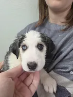 Husky Girl 6, a female Australian Cattle Dog and Siberian Husky for sale in Thornton, CO – Photo 1 of 2