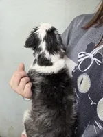 Husky Girl 6, a female Australian Cattle Dog and Siberian Husky for sale in Thornton, CO – Photo 2 of 2