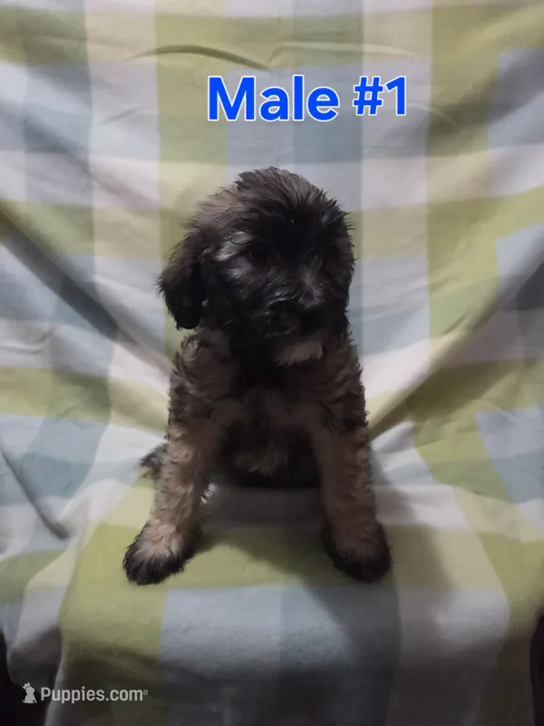 Boy 1 – Australian Cattle Dog, Maltipoo puppy for sale in Thornton, CO