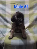 Boy 1, a male Australian Cattle Dog and Maltipoo for sale in Thornton, CO – 1 of 2