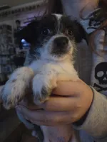 Malchi Boy, a male Malchi for sale in Thornton, CO – 1 of 2