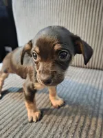 Chihuahua Boy, a male Chihuahua for sale in Thornton, CO – 2 of 2