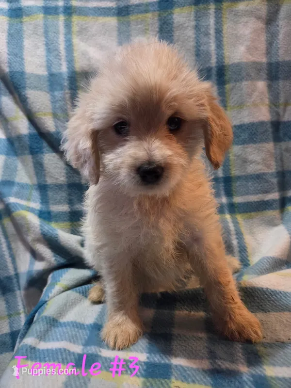 Girl 3 – Australian Cattle Dog, Cocker Spaniel puppy for sale in Thornton, CO