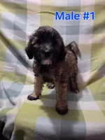Boy 1, a male Australian Cattle Dog and Maltipoo for sale in Thornton, CO – 2 of 2