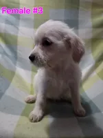 Girl 3, a female Australian Cattle Dog and Maltipoo for sale in Thornton, CO – 2 of 2