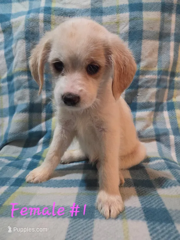 Girl 1 – Australian Cattle Dog, Cocker Spaniel puppy for sale in Thornton, CO