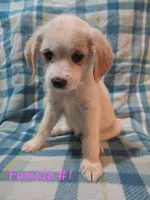 Girl 1, a female Australian Cattle Dog and Cocker Spaniel for sale in Thornton, CO – 1 of 1
