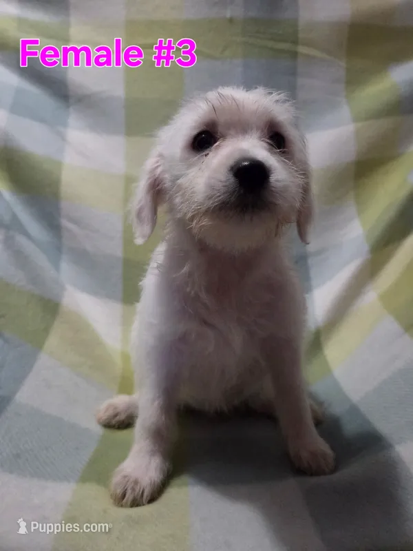 Girl 3 – Australian Cattle Dog, Maltipoo puppy for sale in Thornton, CO