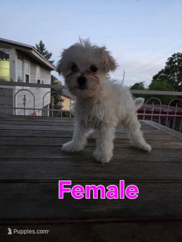 Malchi Girl – Malchi puppy for sale in Thornton, CO