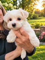 Poppi, a female Maltipoo for sale in Grand Haven, MI – 1 of 5