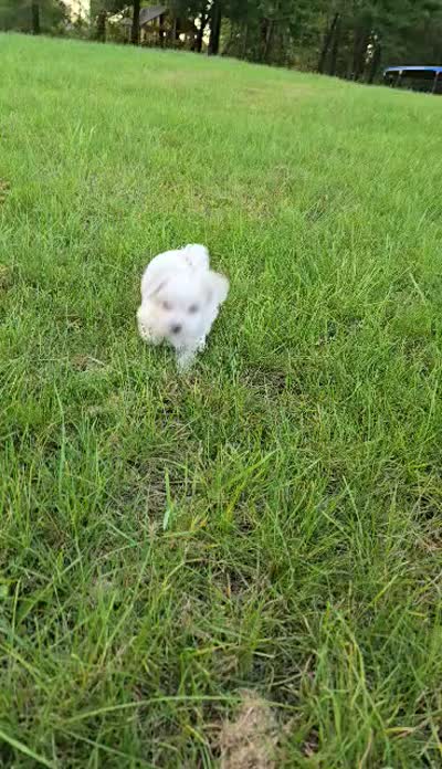 Poppi, a female Maltipoo for sale in Grand Haven, MI – 4 of 5