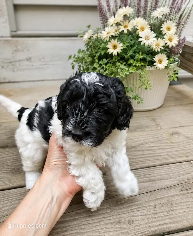 Milo – Cockapoo puppy for sale in Grand Haven, MI