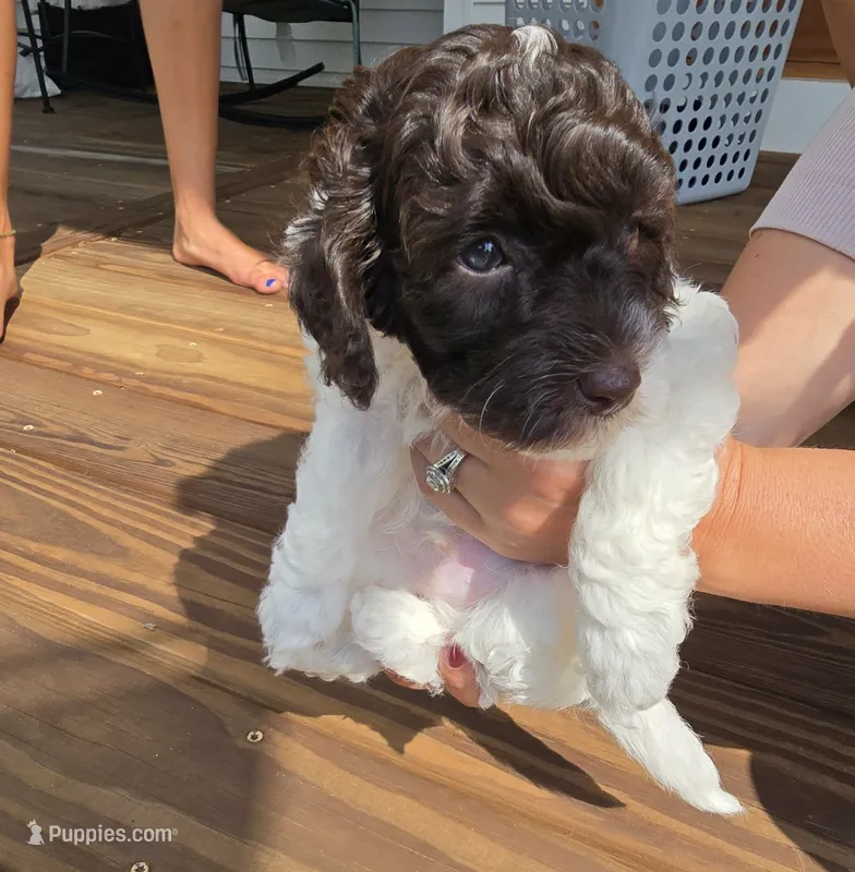 Finn – Cockapoo puppy for sale in Grand Haven, MI