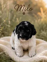 Milo, a male Cockapoo for sale in Grand Haven, MI – 1 of 4