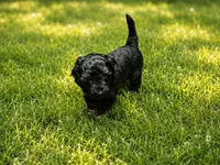 Beau, a male Cockapoo for sale in Grand Haven, MI – 3 of 5