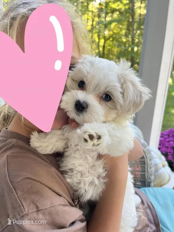 Poppi – Maltipoo puppy for sale in Grand Haven, MI