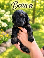Beau, a male Cockapoo for sale in Grand Haven, MI – 1 of 5