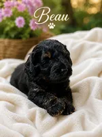 Beau, a male Cockapoo for sale in Grand Haven, MI – 2 of 5