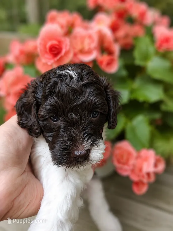 Finn – Cockapoo puppy for sale in Grand Haven, MI