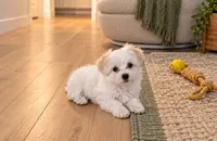 Poppi, a female Maltipoo for sale in Grand Haven, MI – 5 of 5