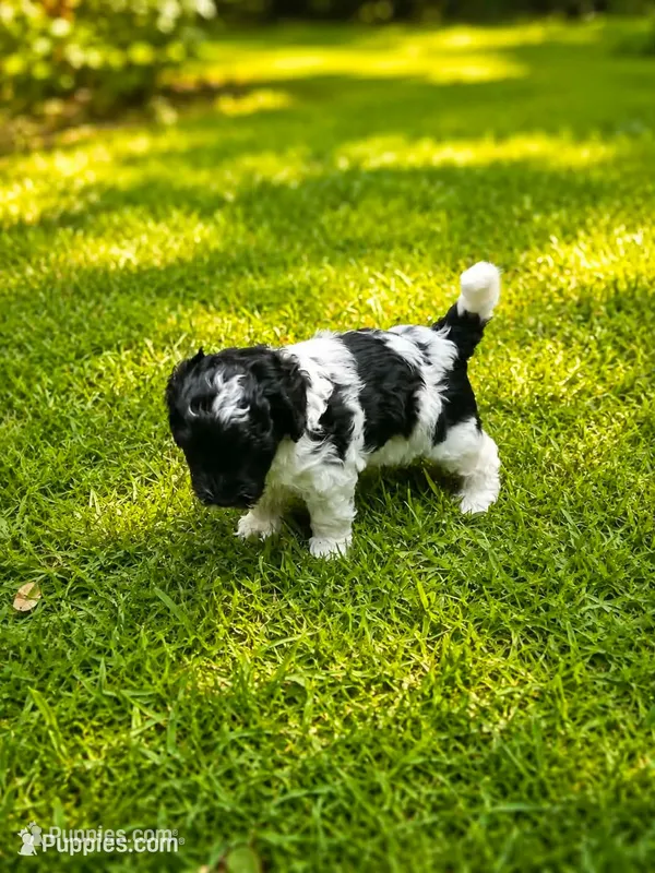 Milo – Cockapoo puppy for sale in Grand Haven, MI