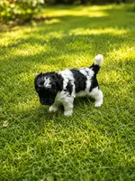 Milo, a male Cockapoo for sale in Grand Haven, MI – 2 of 4
