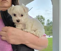 Poppi, a female Maltipoo for sale in Grand Haven, MI – 2 of 5