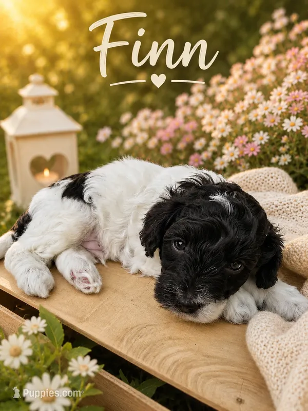 Finn – Cockapoo puppy for sale in Grand Haven, MI