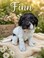 Finn, a male Cockapoo for sale in Grand Haven, MI – 2 of 4
