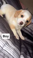 Noname, a male Puggle and Chorkie for sale in Lynn, MA – 2 of 5
