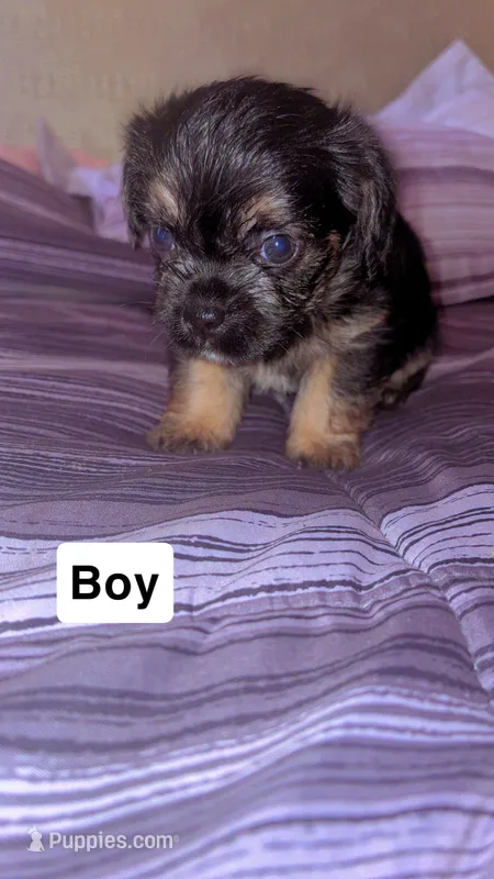 Noname, a male Puggle and Chorkie for sale in Lynn, MA – 1 of 5