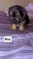 Noname, a male Puggle and Chorkie for sale in Lynn, MA – 1 of 5