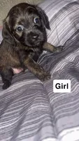 Noname, a male Puggle and Chorkie for sale in Lynn, MA – 4 of 5