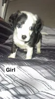 Noname, a male Puggle and Chorkie for sale in Lynn, MA – 3 of 5